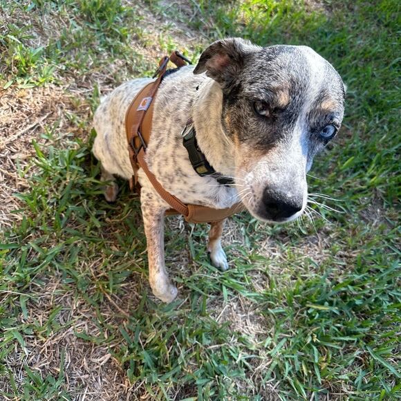 CARHARTT NYLON DUCK NO PULL DOG HARNESS - Picture 5 of 14